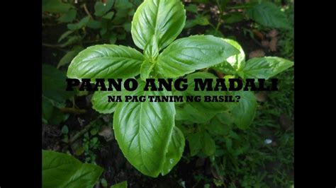 basil in tagalog